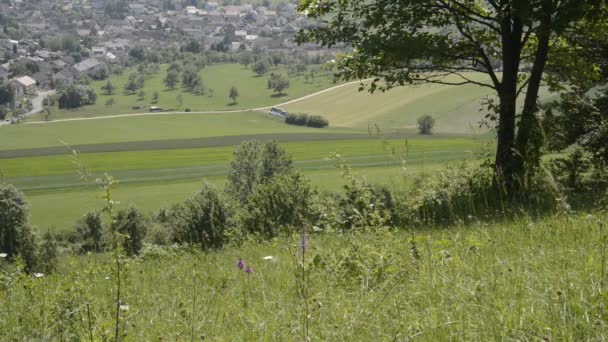 Villaggio tedesco con orchidee su un prato — Video Stock