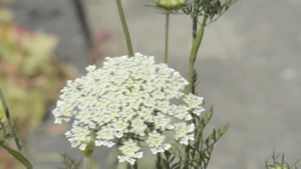 Wild carrot — Stock Video