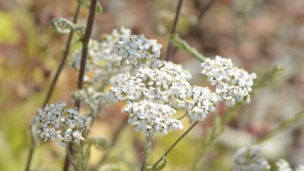 Yarrow común — Vídeos de Stock