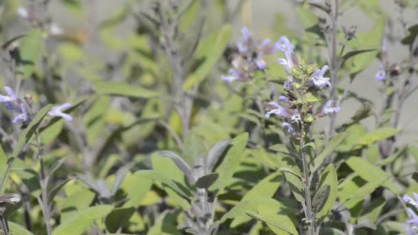 Шавлія лікарська рослина — стокове відео