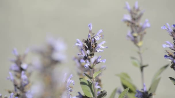 Salvia, pianta medicinale — Video Stock