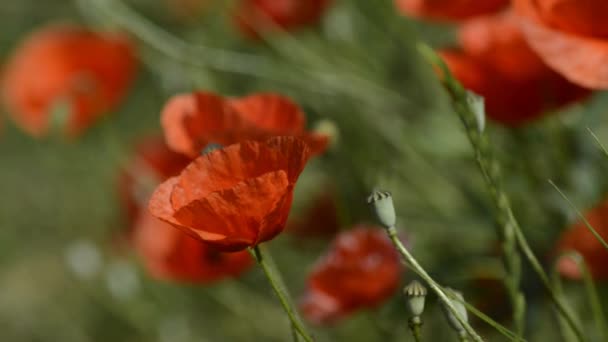 Roter Mohn — Stockvideo