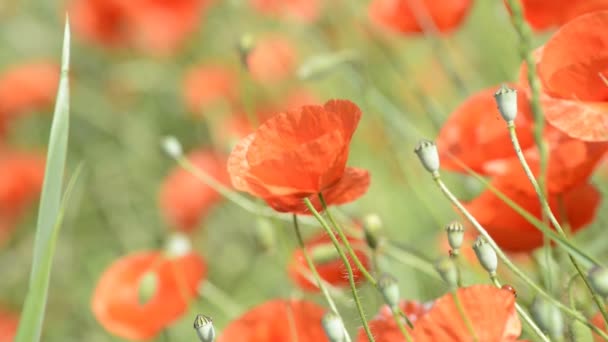 Roter Mohn — Stockvideo