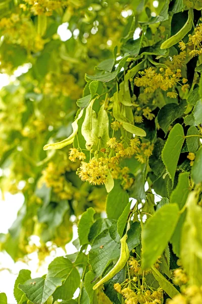 Flor de limoeiro — Fotografia de Stock