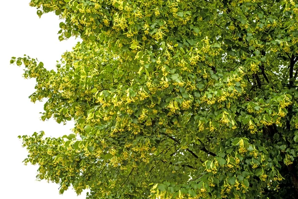 ライムの木の花 — ストック写真