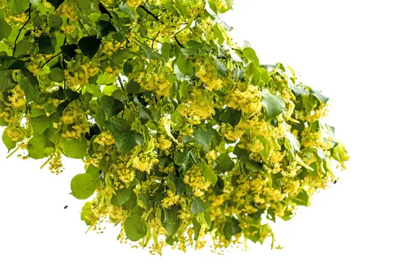 Lime-tree blossom — Stock Photo, Image