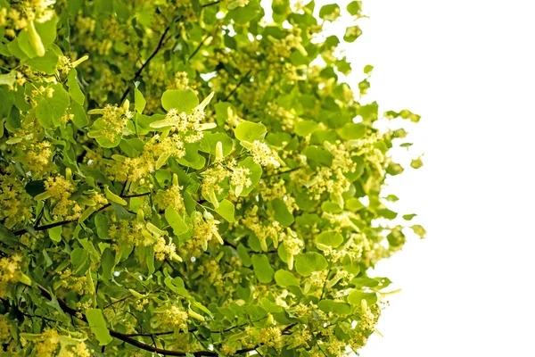 Lime-tree blossom — Stock Photo, Image