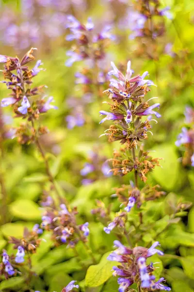 Šalvěj, salvia officinalis — Stock fotografie