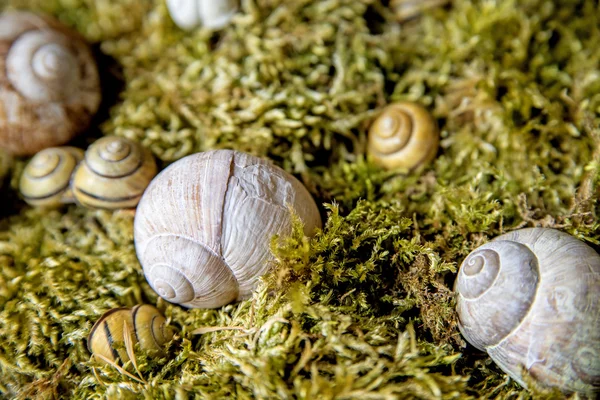 在 moss 中的蜗牛房子 — 图库照片