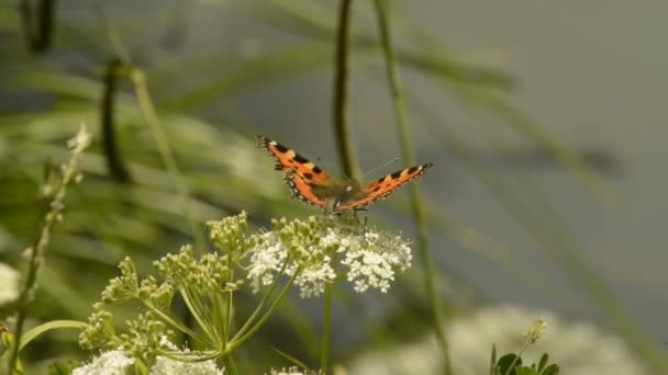 Små sköldpadd fjäril på en blomma — Stockvideo