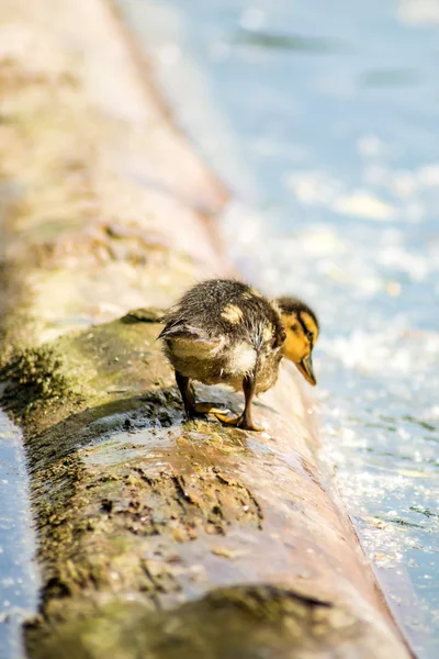 Anatra reale con prole — Foto Stock