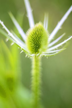 Teasel