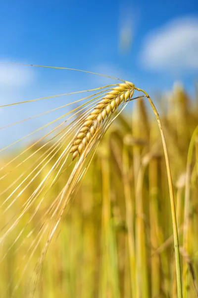 Barley — Stock Photo, Image