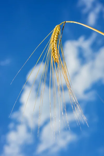 Barley — Stock Photo, Image