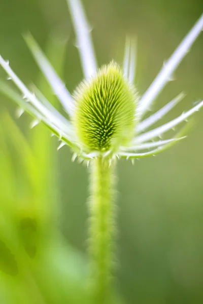 Teasel — Stok fotoğraf