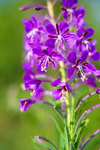 Rosebay willow-herb, Epilobium angiustifolium — Stock Photo, Image