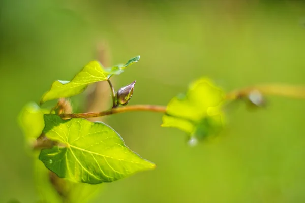 Hedge bindweed — Stock Photo, Image