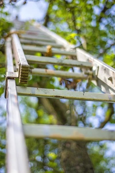 Σκάλα σε ένα οπωρωφόρο δέντρο — Φωτογραφία Αρχείου