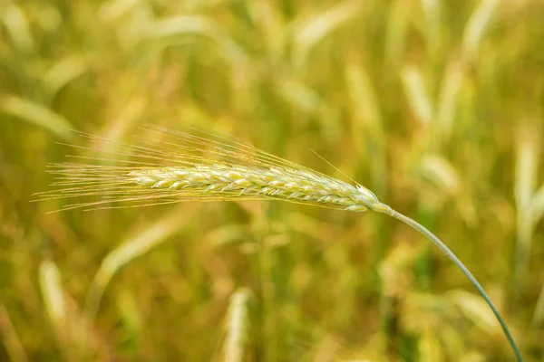 Rye, single plant — Stock Photo, Image