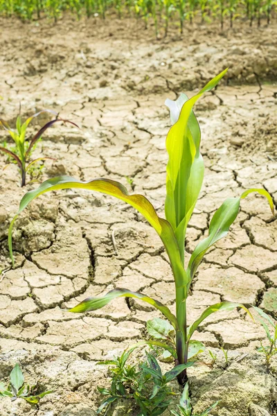 Terre sèche avec des plants de maïs — Photo