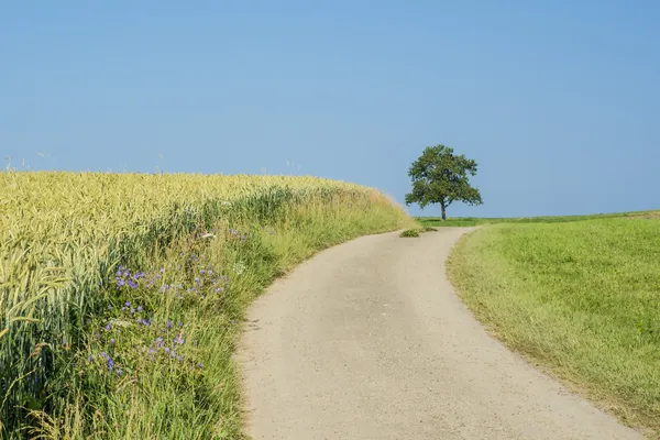 Field of spelt in summertime — Stock Photo, Image