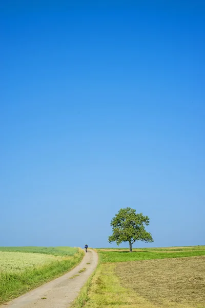 Field of spelt in summertime — Stock Photo, Image