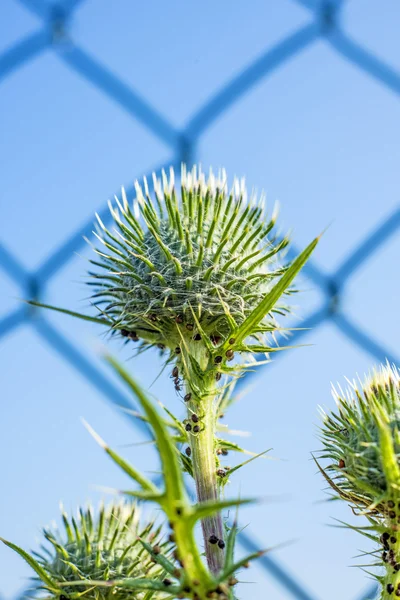 Thistle with a fence in the background — Stock Photo, Image