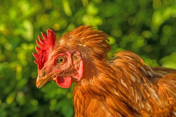 Cabeça de frango — Fotografia de Stock