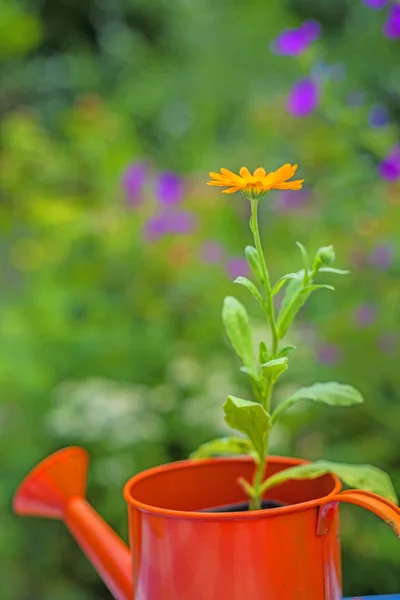 Calendula in an ewer — Stock Photo, Image