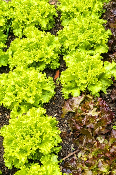 Salade teelt — Stockfoto