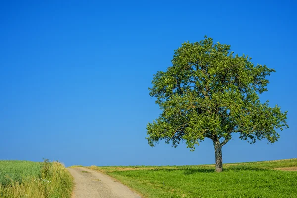 Tree on a way with a blue sky Royalty Free Stock Images