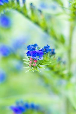 Viper's bugloss