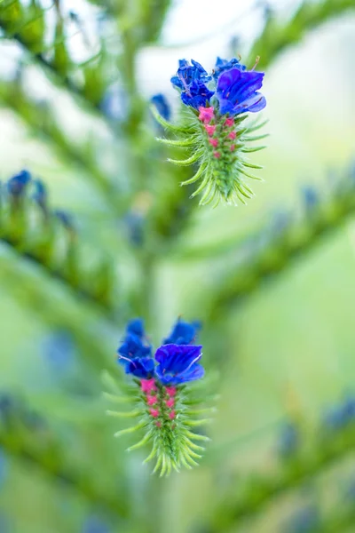 Bugloss de víbora — Fotografia de Stock