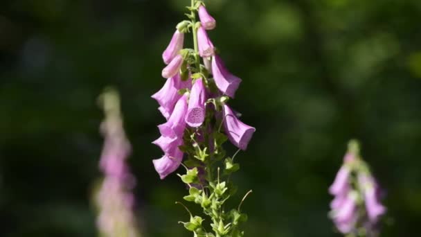 Fox handschoen, medicinale plant — Stockvideo