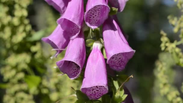 Gant Fox, plante médicinale 