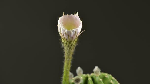 Cactus florecen en lapso de tiempo — Vídeo de stock