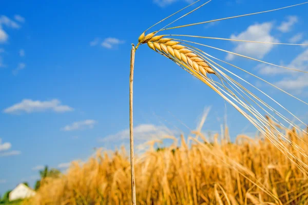 Barley — Stock Photo, Image