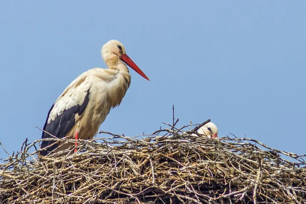 Stork — Stock Photo, Image