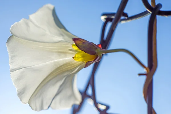 Floración de seto-bindweed —  Fotos de Stock