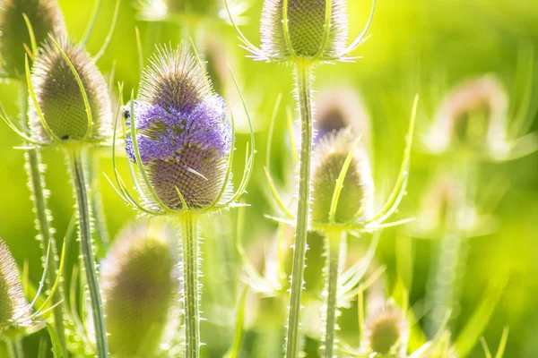 盛开 teasel — 图库照片