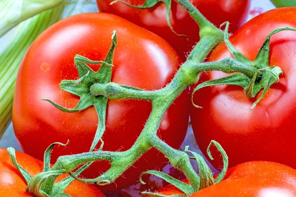 Vinstockar tomater — Stockfoto