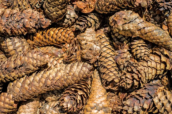 Spruce cones of a barefoot track — Stock Photo, Image