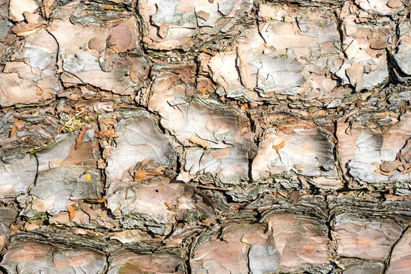 Bark — Stock Photo, Image