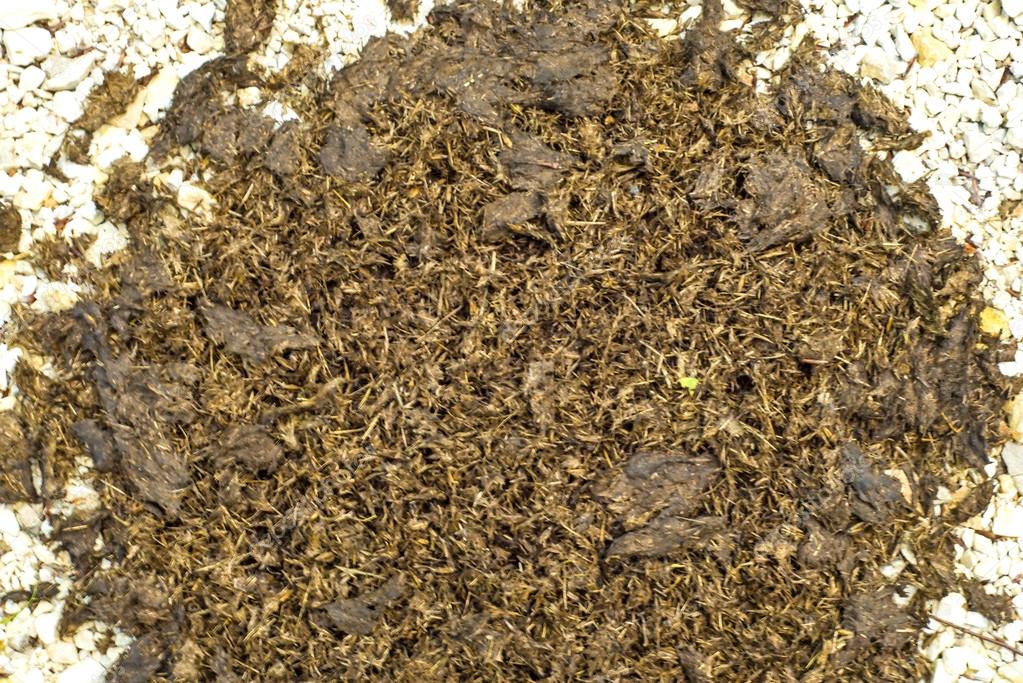 Horse dung — Stock Photo © jochenschneider 28520433
