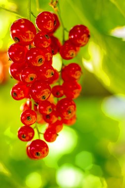 bir çalı, frenk üzümü
