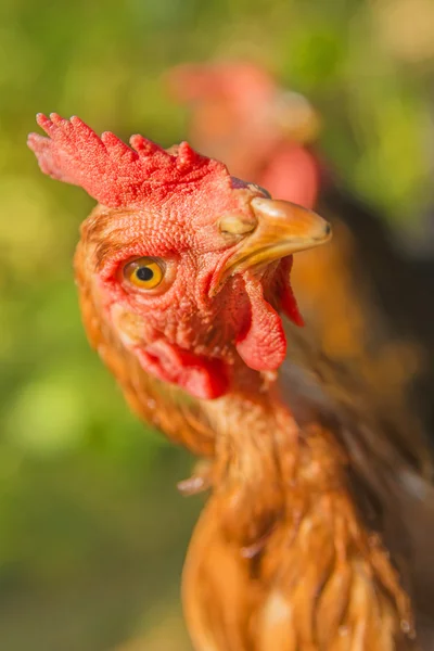 Frango olhando para cima — Fotografia de Stock