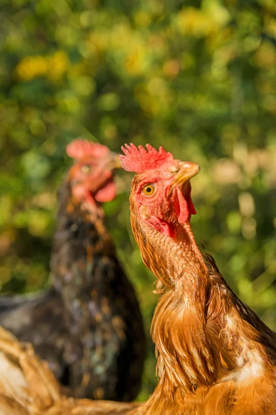 Frango olhando para cima — Fotografia de Stock