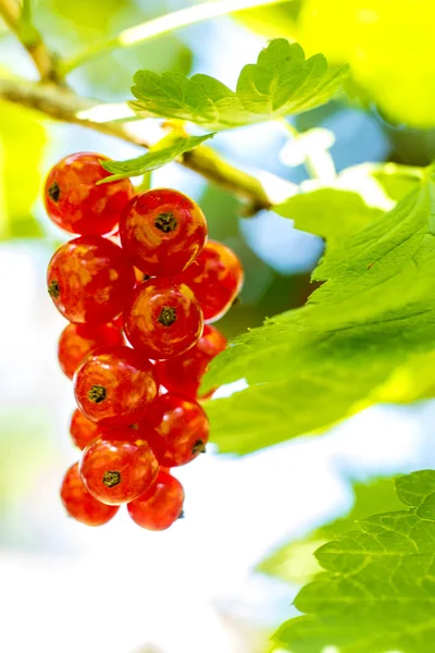 Red currant at a bush — Stock Photo, Image
