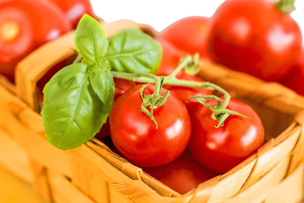 Vinstockar tomater i en korg — Stockfoto