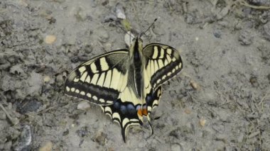 Kırlangıç Kelebek